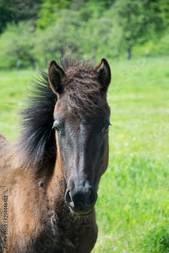 young foal in closeup