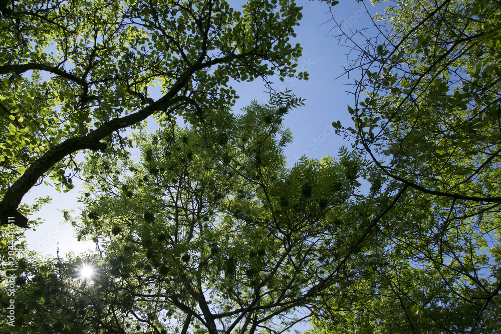 Fototapeta premium tree top