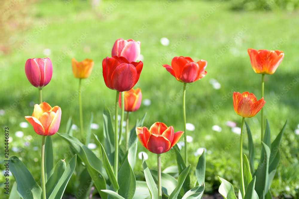 Flowering tulips on green grass in the garden in sunny day. Flowering tulips on green grass in the garden in sunny day.