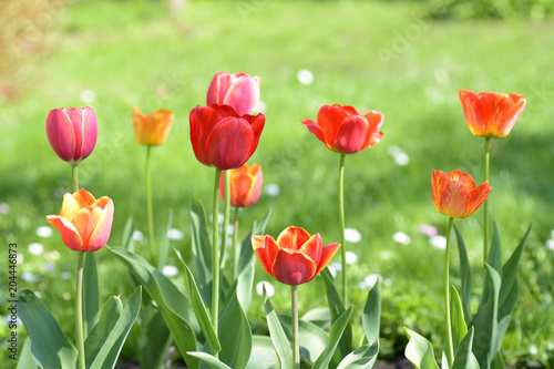 Flowering tulips on green grass in the garden in sunny day.