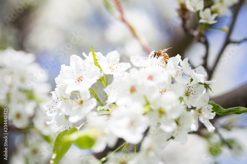 Honey bee collecting pollen in white spring blossoms  © Ashley