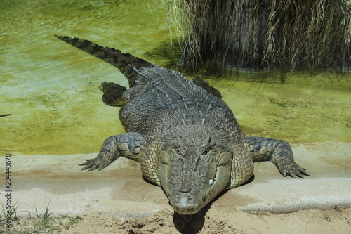 large crocodile!