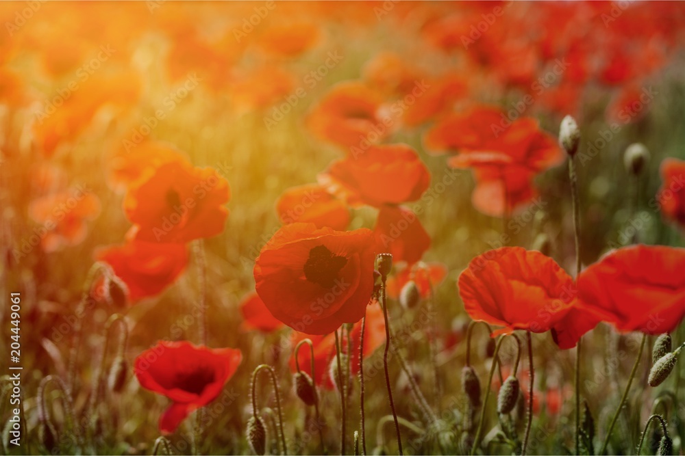 Obraz premium Anzac.