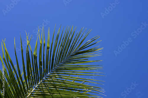 Green palm tree on blue sky background. Single palm leaf. Aqua blue toned photo.