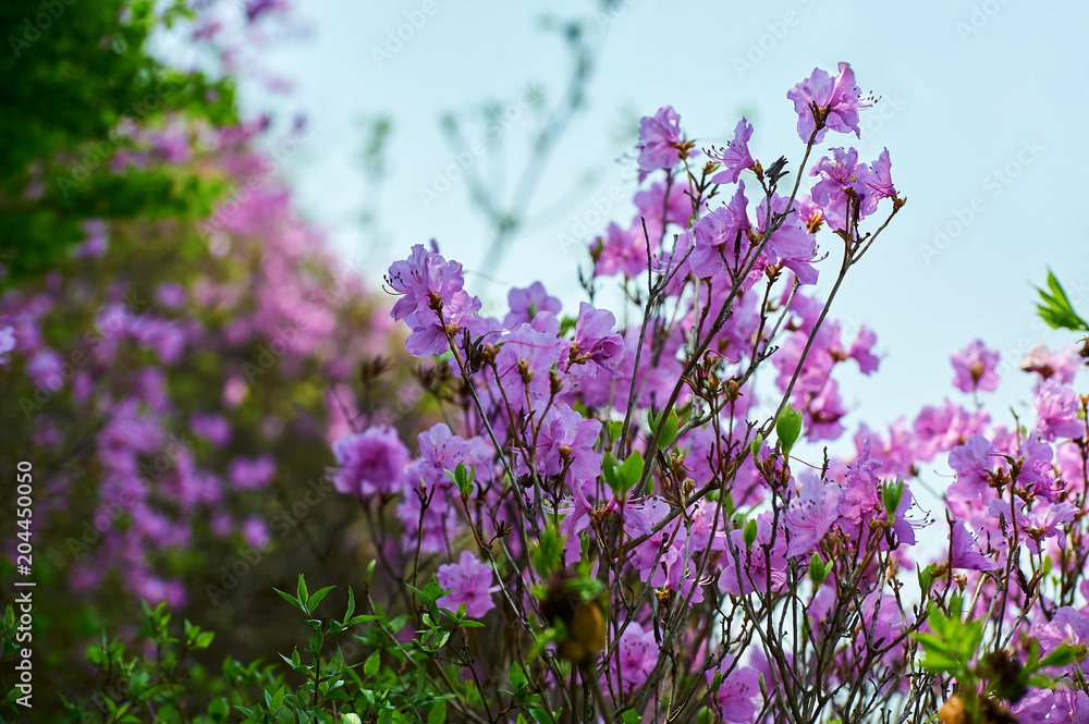 Obraz premium Azaleas blossoming in the mountain.