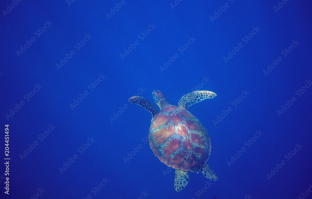 Sea turtle in deep open water. Green sea turtle closeup. Wildlife of tropical coral reef. Sea turtle in deep open water. Green sea turtle closeup. Wildlife of tropical coral reef.