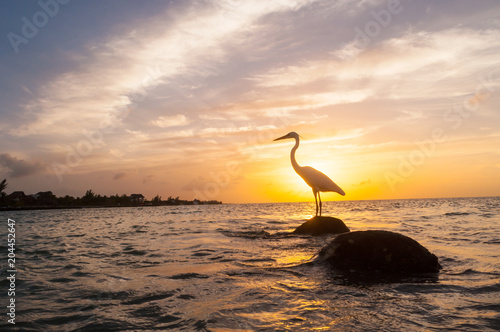 Obraz na plátne holbox garza atardecer