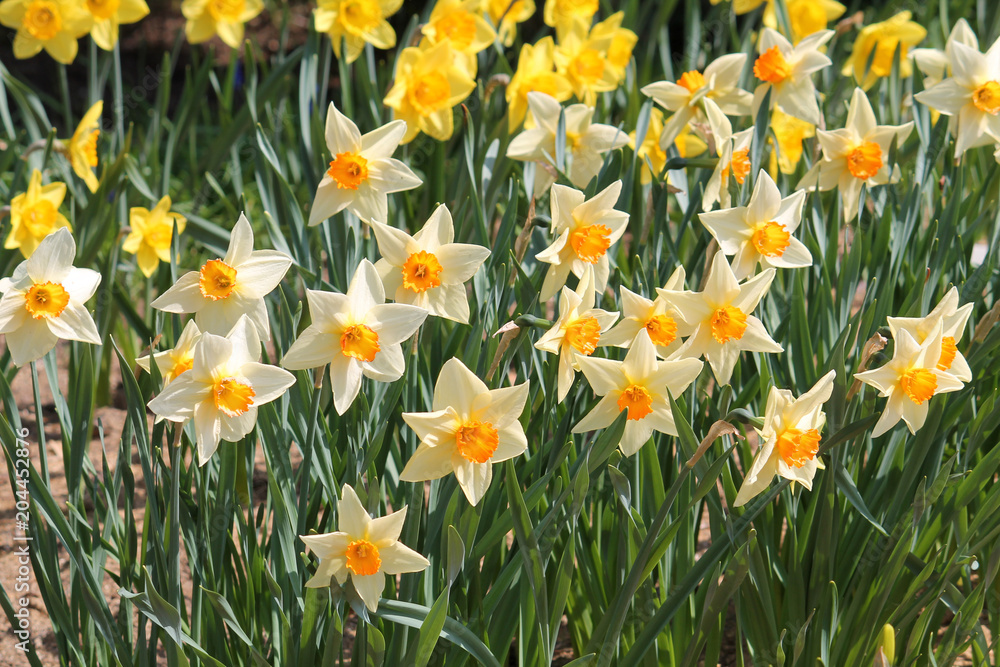Group of blooming yellow daffodils, lit by bright spring sun on flower bed Group of blooming yellow daffodils, lit by bright spring sun on flower bed