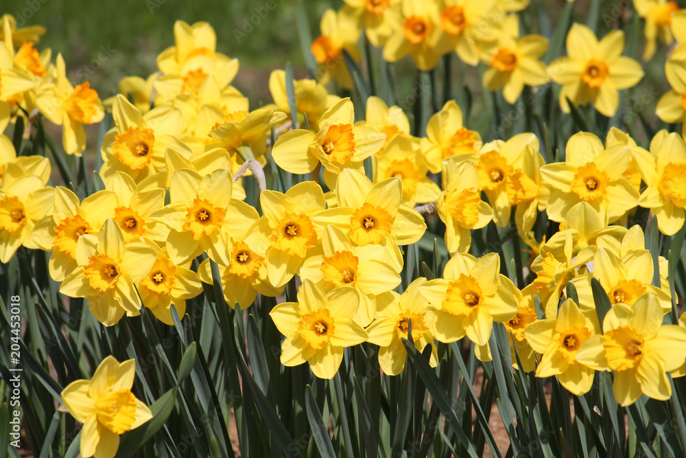 Fototapeta premium Large group of blooming yellow daffodils, lit by bright spring sun on flower bed
