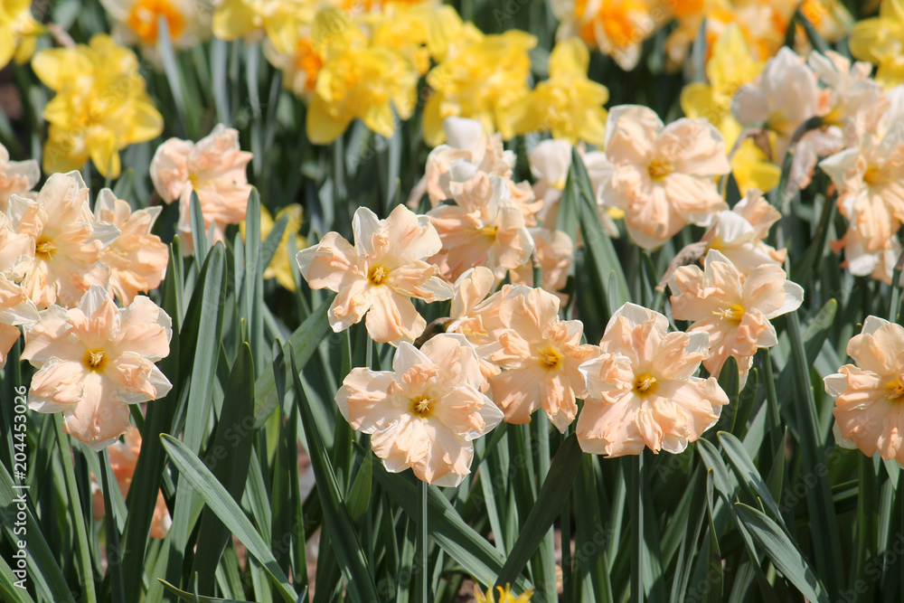 Large group of blooming daffodils on flowerbed. Cultivars from Cyclamineus or Split-corona Group with white petals and central salmon corona