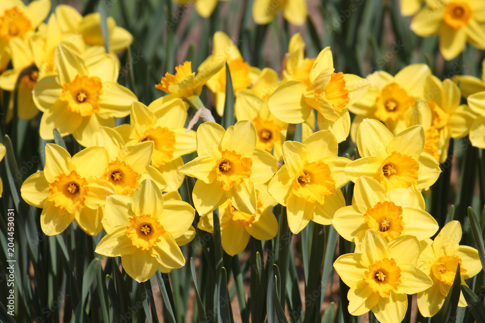 Obraz premium Large group of blooming yellow daffodils, lit by bright spring sun on flower bed