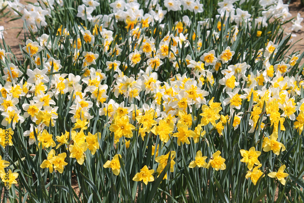 Group of blooming yellow daffodils, lit by bright spring sun on flower bed