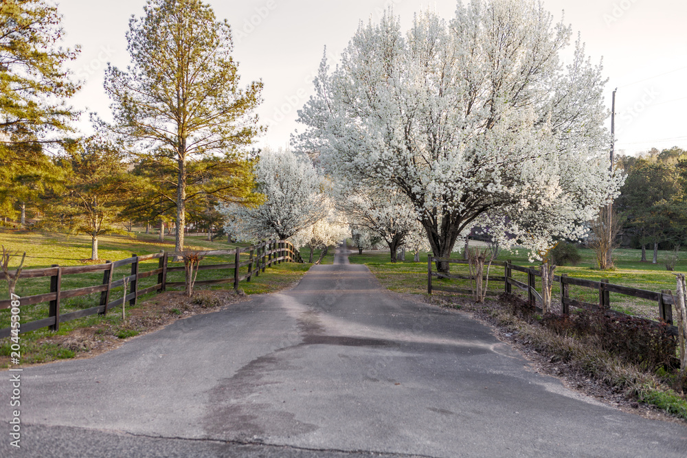 Country Drive