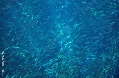 Sea sardine school in ocean. Massive fish school undersea photo. Pelagic fish school swimming in seawater