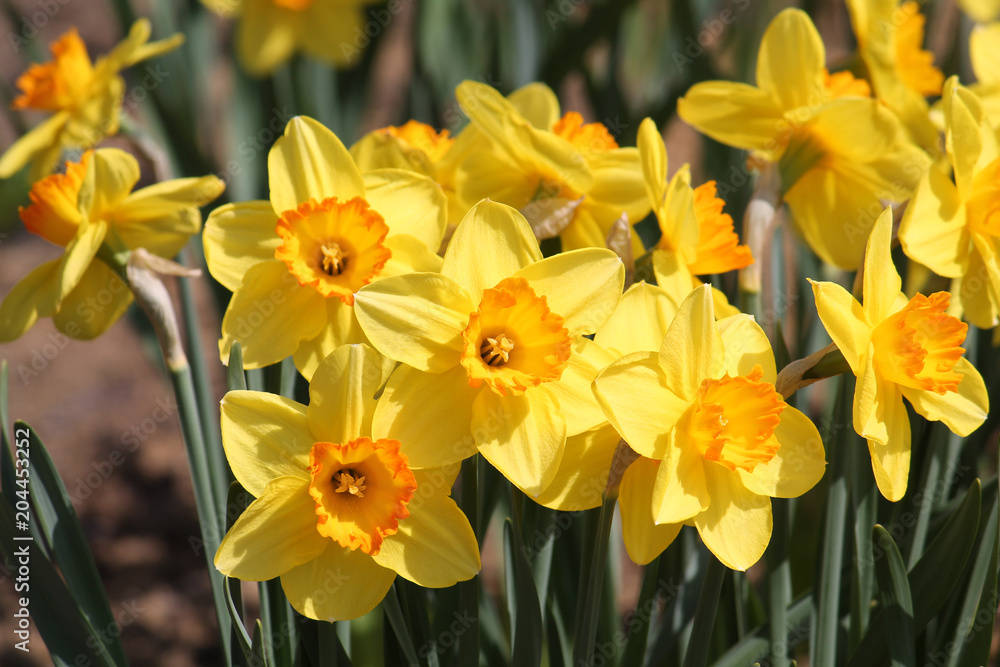 Obraz premium Large group of blooming yellow daffodils on flowerbed