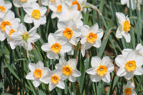 Large group of blooming white daffodils on flowerbed. Cultivars from Large-cupped Group with white petals and central yellow corona