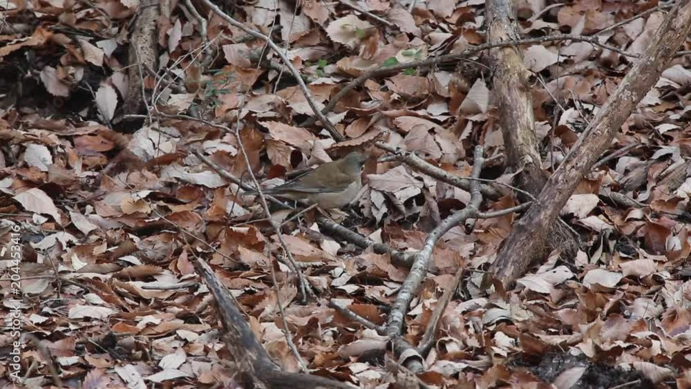 シロハラ　落ち葉をかき分け餌を探すシロハラ