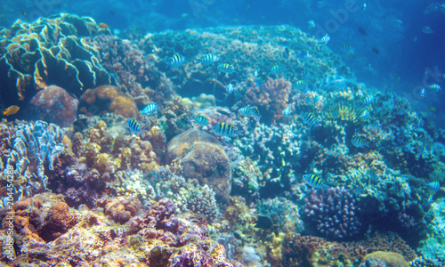 Coral reef and dascillus fish on sea bottom. Warm blue sea view with clean water and sunlight