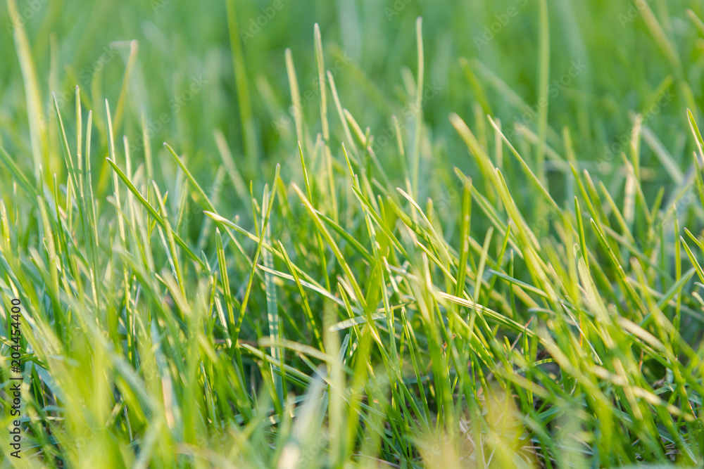 Obraz premium Green grass. Natural grass. Green grass.