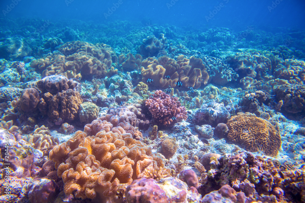 Fototapeta premium Coral reef landscape on sea bottom. Warm blue sea view with clean water and sunlight