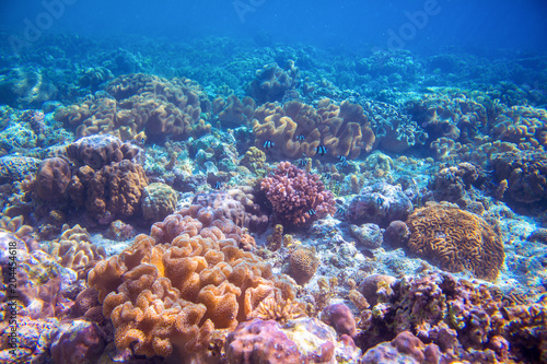 Coral reef landscape on sea bottom. Warm blue sea view with clean water and sunlight