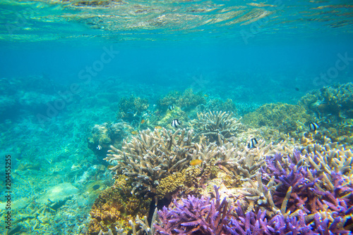 Violet and yellow coral reef formation on sea bottom. Warm blue sea view with clean water and sunlight.