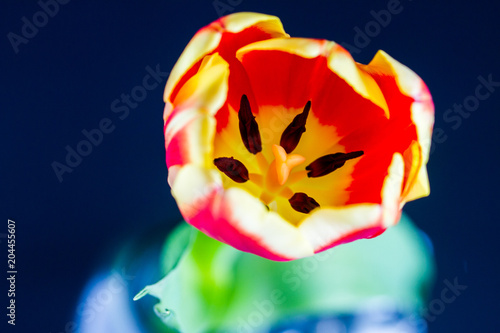 Beautiful red and yellow tulip in a vase over a dark background