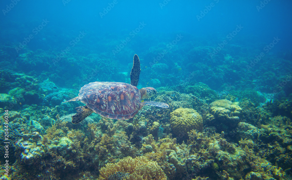 Naklejka premium Sea turtle in tropical seawater. Green sea turtle closeup. Wildlife of tropical coral reef.