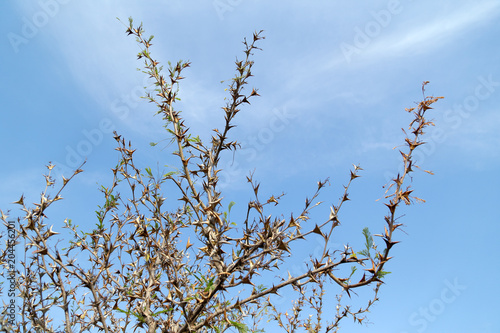 A wild thornbush with many spikes against the sky.