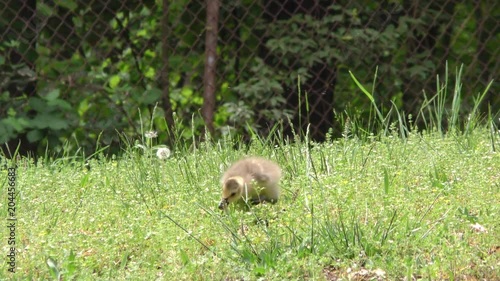 Wallpaper Mural Georgia, Buford Dam Park, The camera stays on a Canada geese gosling eating flower buds Torontodigital.ca
