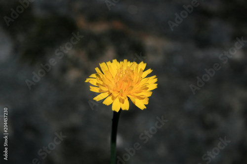 Daffoldil Flower - Beacon Hill Park, Victoria, BC, Canada photo