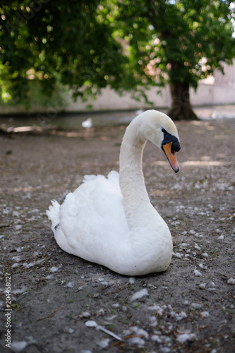 Swan in Bruges, Belgium