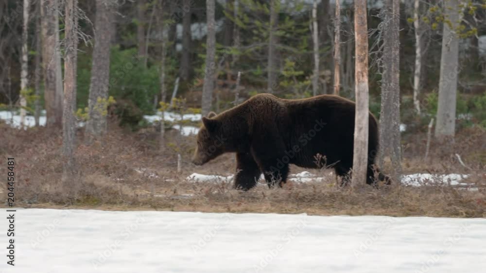 Female brown bear (Ursus arctos) foraging for food in the snow. Finland. Female brown bear (Ursus arctos) foraging for food in the snow. Finland.