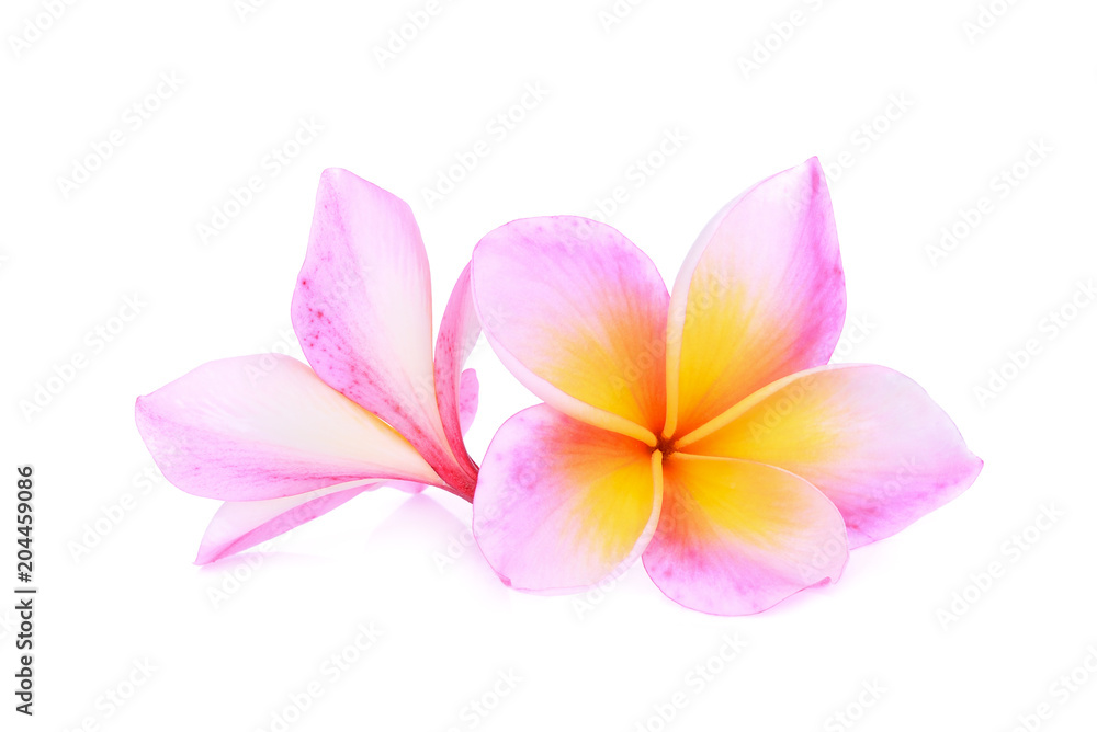 pink frangipani flower isolated white background