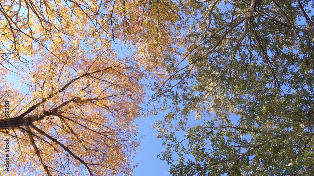 Bottom View on the Autumn Trees with a Multicolored Leaves Bottom View on the Autumn Trees with a Multicolored Leaves