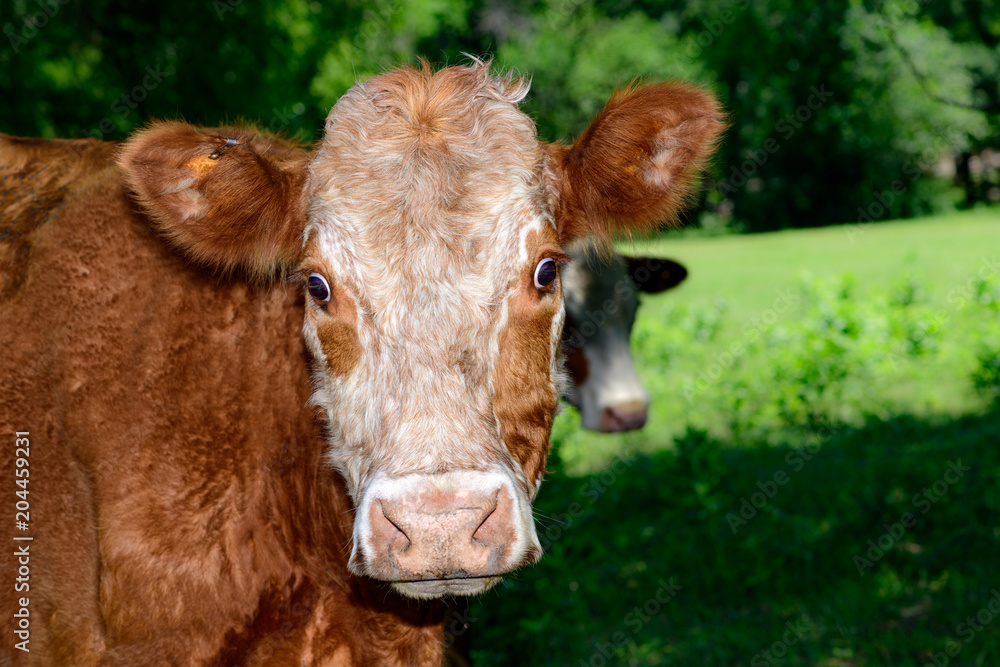 Hereford Cow Staring Expressively with surprised expression Hereford Cow Staring Expressively with surprised expression