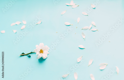 white petals flowers on blue background