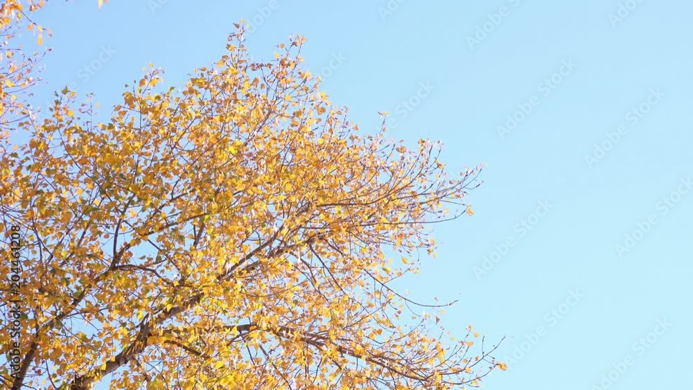 Autumn Tree with Multicolored Leaves against Clear Blue Sky. 4K Ultra HD Autumn Tree with Multicolored Leaves against Clear Blue Sky. 4K Ultra HD