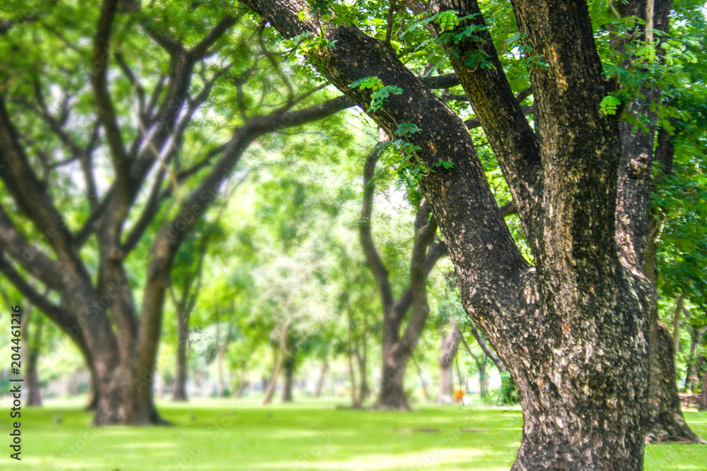 Landscapes and big green trees in the garden. Landscapes and big green trees in the garden.