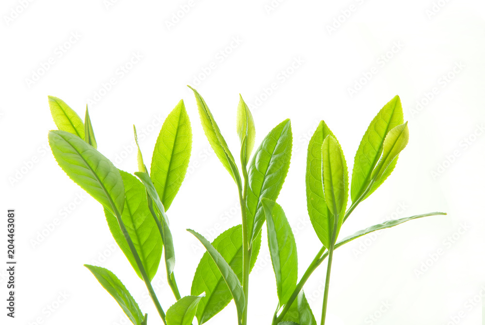 Obraz premium 茶葉の新芽