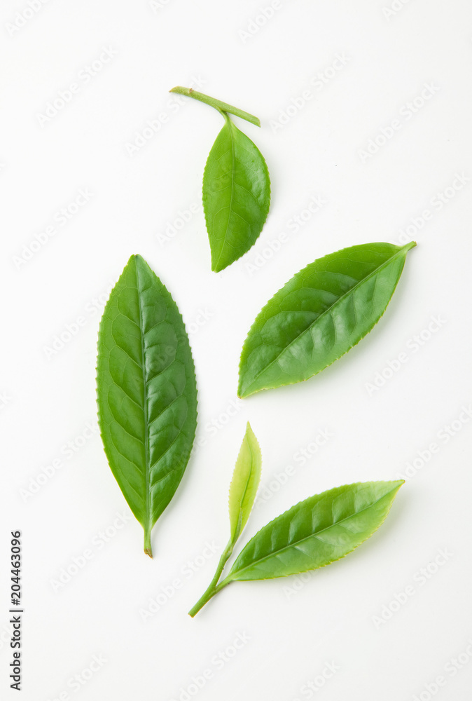 Obraz premium 茶葉の新芽