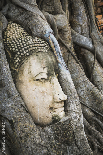The root around the head of buddha at wat mahathat temple,AYUTTHAYA THAILAND.