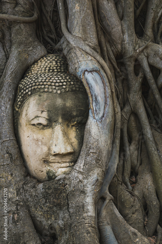 The root around the head of buddha at wat mahathat temple,AYUTTHAYA THAILAND.