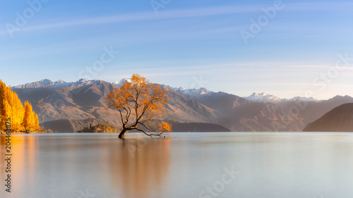 Tree on lake Wanaka which is famous landmark in south island, New Zealand. photo