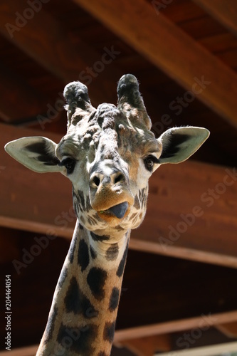 Photography Silly Giraffe