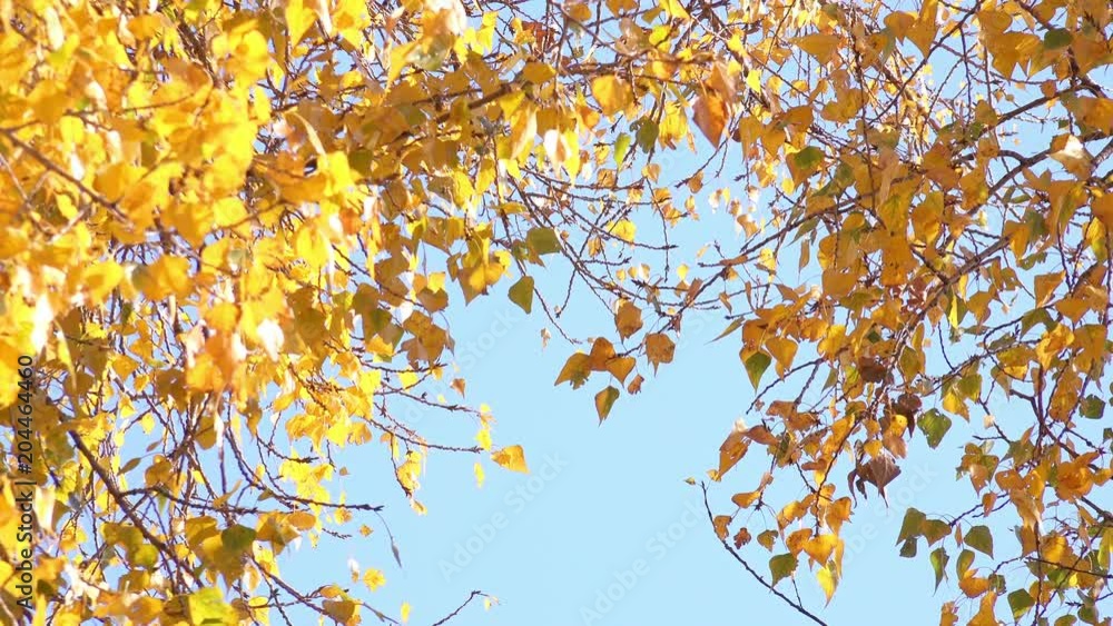 Close-up View of the Autumn Multicolored Leaves on Wind. 4K Ultra HD Close-up View of the Autumn Multicolored Leaves on Wind. 4K Ultra HD