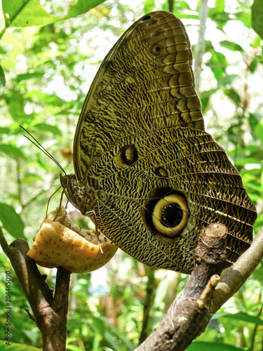 An owl butterfly at the Pilipintuwasi butterfly centre in Iquitos, in the Peruvian Amazon photo