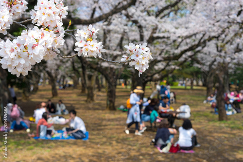Yoyogi Park ( Yoyogi kōen) is a park in Shibuya,Tokyo, Japan.Yoyogi Park is popular for Cherry Blossom viewing and picnics.