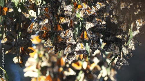 Monarch Butterflies Migration