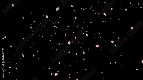 Sakura_Falling_Wind_Loop&Alpha